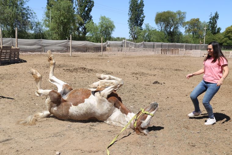 PEMPA, ONG que recupera caballos maltratados Jesica Valenzuela, una de las responsable de la ONG, junto a Flicka, una yegua en recuperación que se revuelca. Foto: Maximiliano Ríos /MDZ