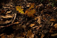 La hojarasca, también llamada broza, corresponde al conjunto de materiales vegetales muertos, procedentes de árboles y plantas. Foto: Shutterstock