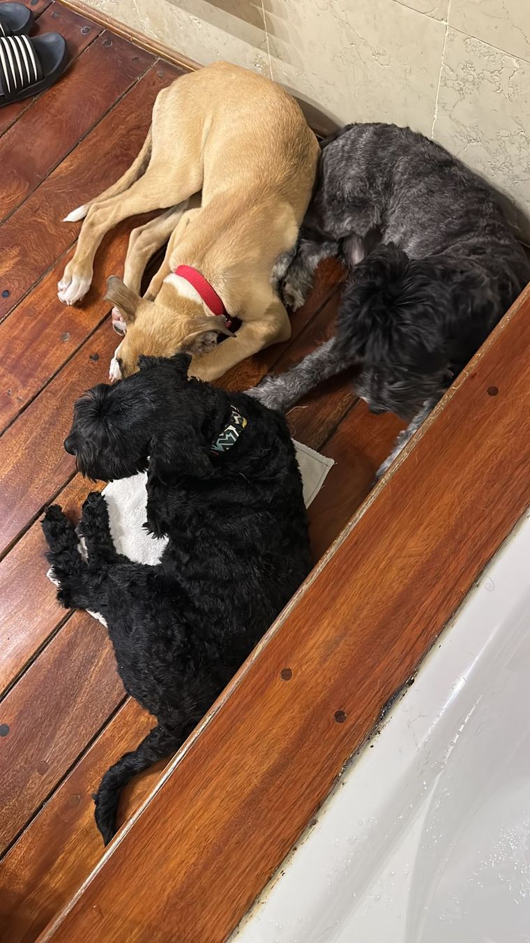 Parte de la familia perruna de Dario y Nicolás.