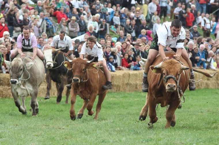carrera de bueyes alemania