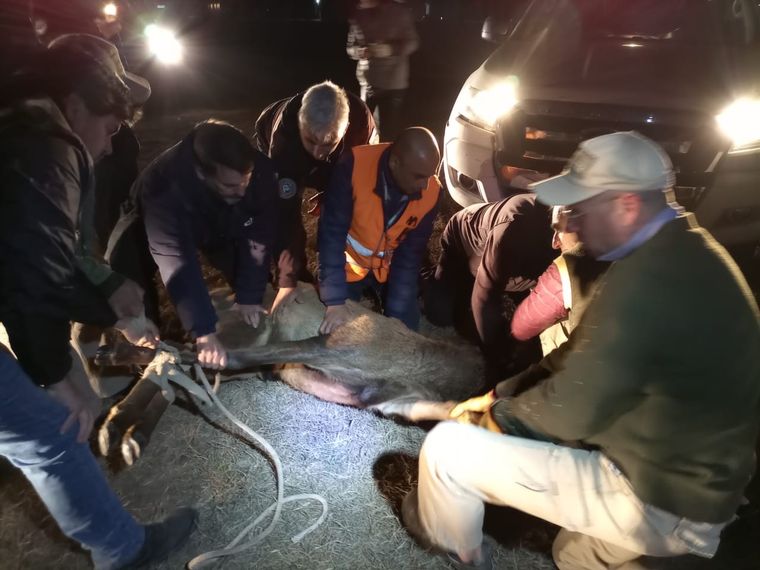 Un total de 20 personas participaron en el operativo de captura del animal que rondaba desde el domingo el predio del Aeropuerto de Córdoba Foto: Policía Ambiental