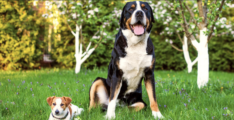 Descubre por qué las razas pequeñas tienen menos probabilidad de contraer cáncer Foto: Shutterstock