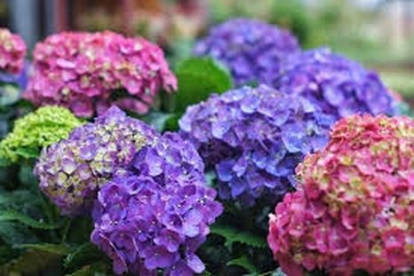 Las hortensias cambian de color. Las hortensias cambian de color.