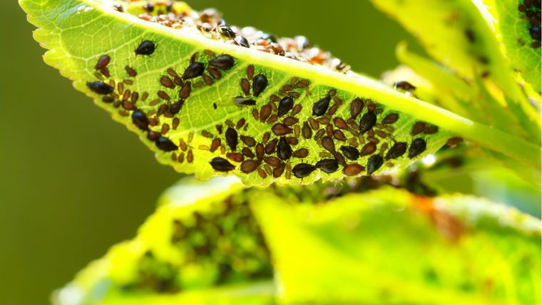 Con este remedio casero eliminarás a los pulgones del jardín en poco tiempo. Foto: shutterstock