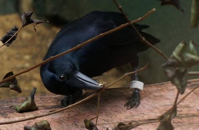 Foto: noticiasdelaciencia.com