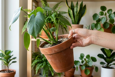 Un truco que pocos conocen. Fuente: IA Gemini. Un truco que pocos conocen. Fuente: IA Gemini.