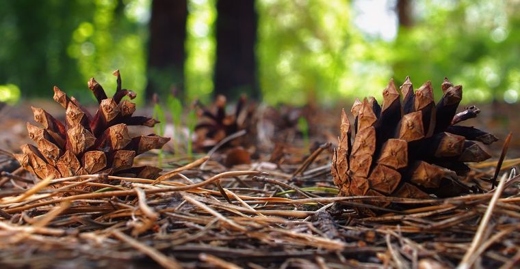 Gramíneas amarillentas y cabezas oscuras de rudbekias dan una nueva y unica tendencia a tu jardin Foto: Shutterstock
