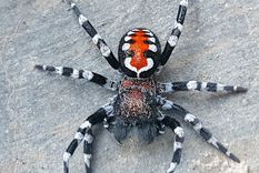 no es chiste: bautizan como joaquin phoenix a una arana parecida al joker