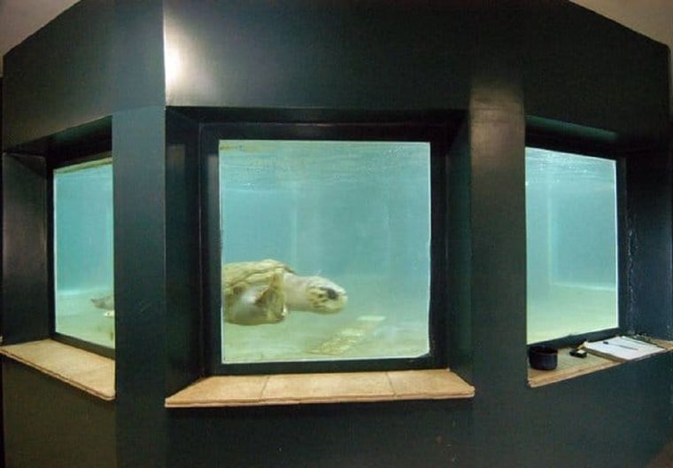 Foto: TW @ecologicosmza