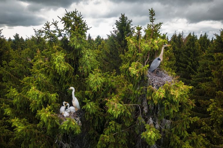 Ganador Fauna Silvestre. Donde viven las garzas por Dmitrii Viliunov Foto: https://droneawards.photo/