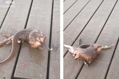 El misterioso animal descubierto en las costas de Brooklyn,Estados Unidos.