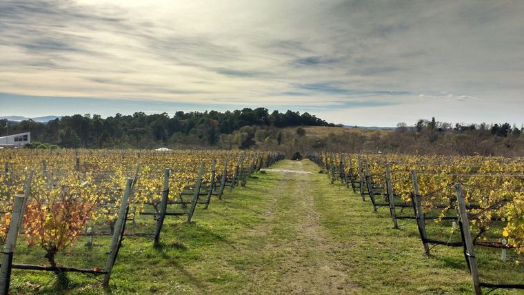 Un camino entre viñedos. Un camino entre viñedos. 