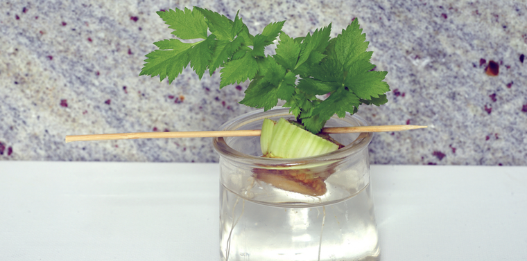 El apio, por ejemplo, es una de las plantas más fáciles de cultivar