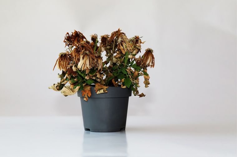 Este abono casero revive las plantas del jardín en poco tiempo.