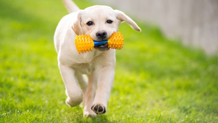 Foto: thesprucepets.com