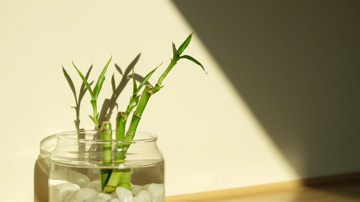 Las plantas que crecen en agua y son ideales para 