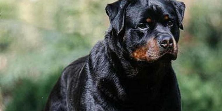 El instinto protector de estas razas de perros las convierte en el mejor escudo para el hogar. Foto: Archivo