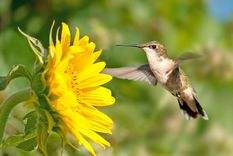 Consigue plantas para alimentar a los colibríes Foto: Shutterstock