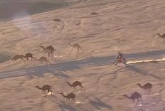 la imagen del dia: once camellos corriendo junto a una moto la imagen del dia: once camellos corriendo junto a una moto