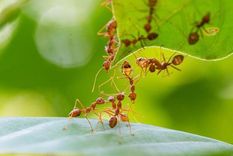 Estos remedios caseros son sumamente efectivos para alejar a las hormigas del jardín Foto: Shutterstock