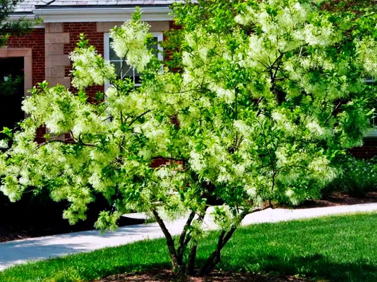 Árbol Chionanthus virginicus Foto: mgnv.org - Foto © Mary Free