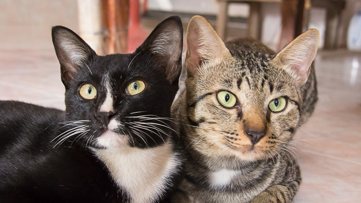 Tener más de un gato: beneficios y qué tener en cuenta