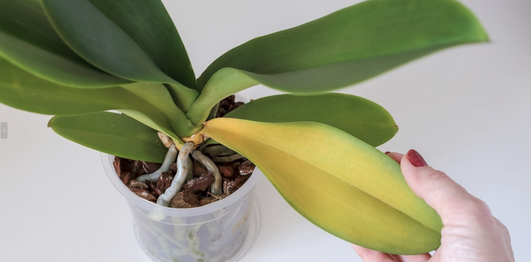 Recupera el color de tus plantas con este abono casero lleno de propiedades Foto: Shutterstock