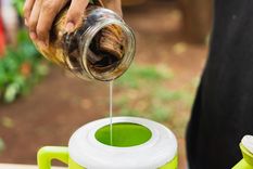 Fertilizante Un fertilizante ideal para el desarrollo de las plantas. Foto: Fuente: Shutterstock