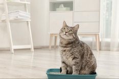 A pesar de ser las mascotas más limpias, muchas veces tenemos que lidiar con el olor a desechos de nuestros gatos Foto: Shutterstock