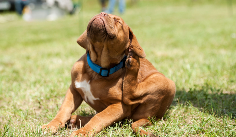 En esta nota una serie de consejos para cuidar a los perros.