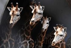 Las matemáticas y los números nacieron para resolver problemas reales. Foto: BBC