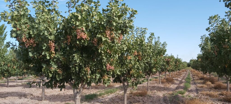 Plantación de pistachos en Mendoza Plantación de pistachos en Mendoza