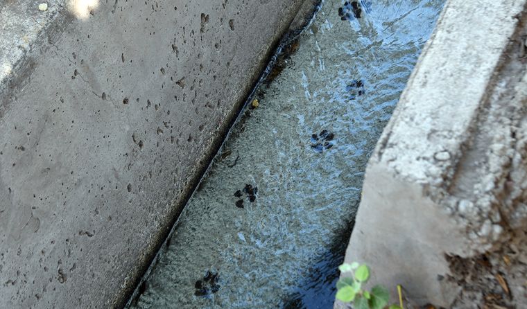 La filtración de aguas grises sigue recorriendo acequias en San José, mientras crece el malestar por la falta de soluciones. La filtración de aguas grises sigue recorriendo acequias en San José, mientras crece el malestar por la falta de soluciones.