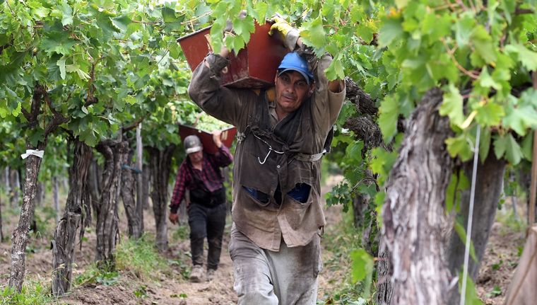 Productores vitivinícolas anticipan que este año una parte de la uva quedará en el viñedo.&nbsp;