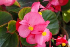 Begonia, ideal para el baño. Foto: Fuente: Shutterstock