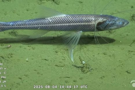 La exploración del CONICET se desarrolla en el Cañón Mar del Plata, una de las estructuras geológicas más importantes del talud continental argentino. La exploración del CONICET se desarrolla en el Cañón Mar del Plata, una de las estructuras geológicas más importantes del talud continental argentino.