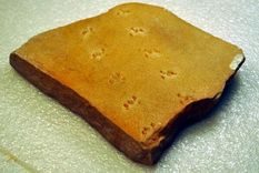 descubren huellas de una arana prehistorica