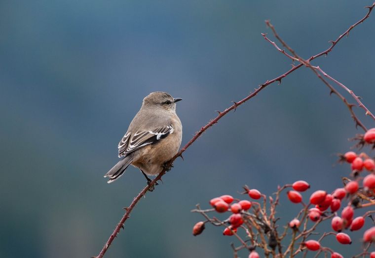 ¿Qué te quiere decir la calandria?