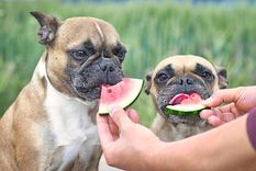 Las frutas y verduras que podrías incluir en la alimentación de tu mascota Foto: Mundo deportivo