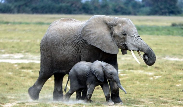 Los elefantes tienen sus propios entierros para las crías. Foto: Efe.