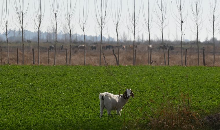 El campo de alfalfa de El campo de alfalfa de