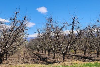 MDZol | Granizo San CArlos 1
