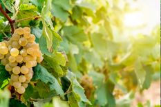 Foto: homesandgardens.com/