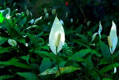 JARDÍN LAS PLANTAS PUEDEN VERSE INFLUENCIADAS POR LA LUZ DE LA LUNA Foto: ARCHIVO