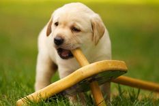 Foto: Australian Dog Lover