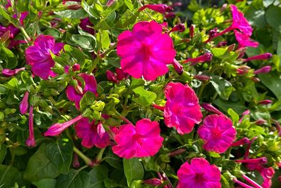 MDZol | Mirabilis jalapa