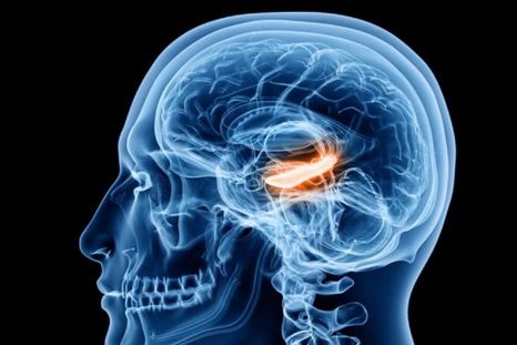 Las células de tiempo se ubican en el hipocampo. Foto: GETTY IMAGES