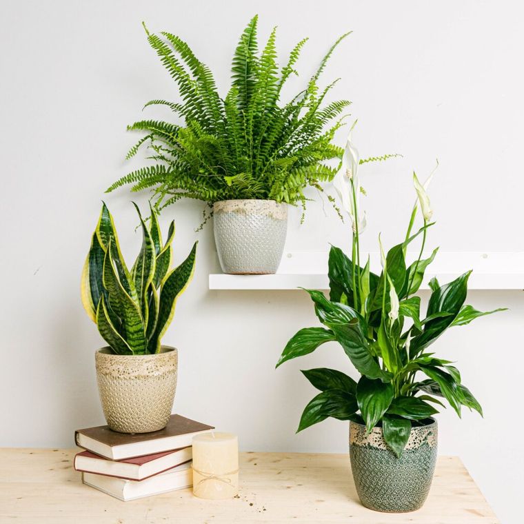 Plantas de interior para dormitorios. Foto: elblogdelatabla.com. Plantas de interior para dormitorios. Foto: elblogdelatabla.com.