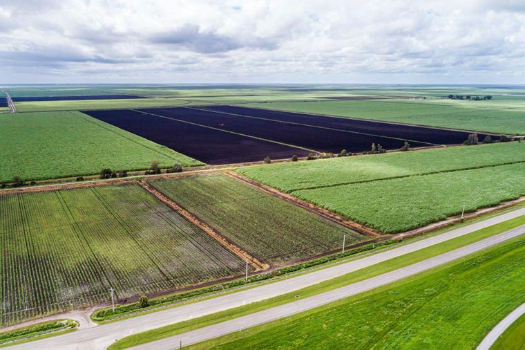Florida, Luisiana y Texas son los estados de EE.UU. con mayores plantaciones de caña de azúcar.