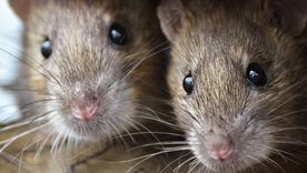 Este remedio casero ahuyentará a las ratas de tu hogar Foto: Shutterstock Este remedio casero ahuyentará a las ratas de tu hogar Foto: Shutterstock